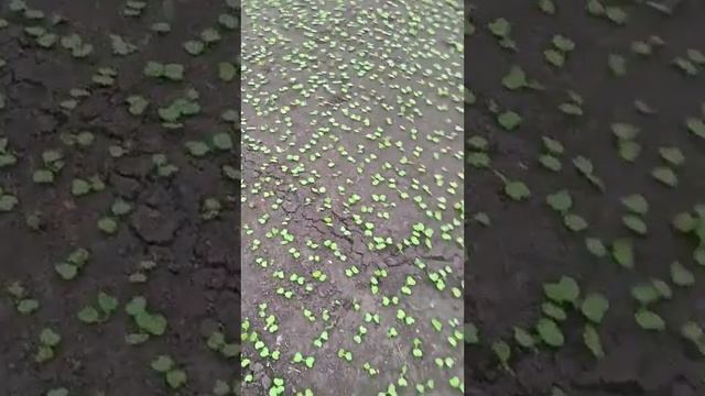 Редиска Сілеста посіяна сівалкою своїми руками