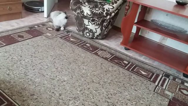 БОНЬКИН ДОМ. КОШКА БОНЬКА, ИГРАЕТ С ЛАЗЕРОМ ВПЕРВЫЕ!!!ИГРЫ С ПРИКОЛАМИ.