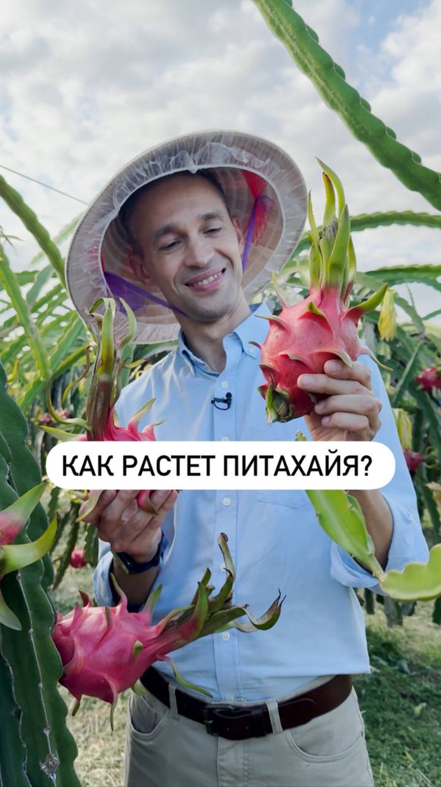 Как растет питахайя?