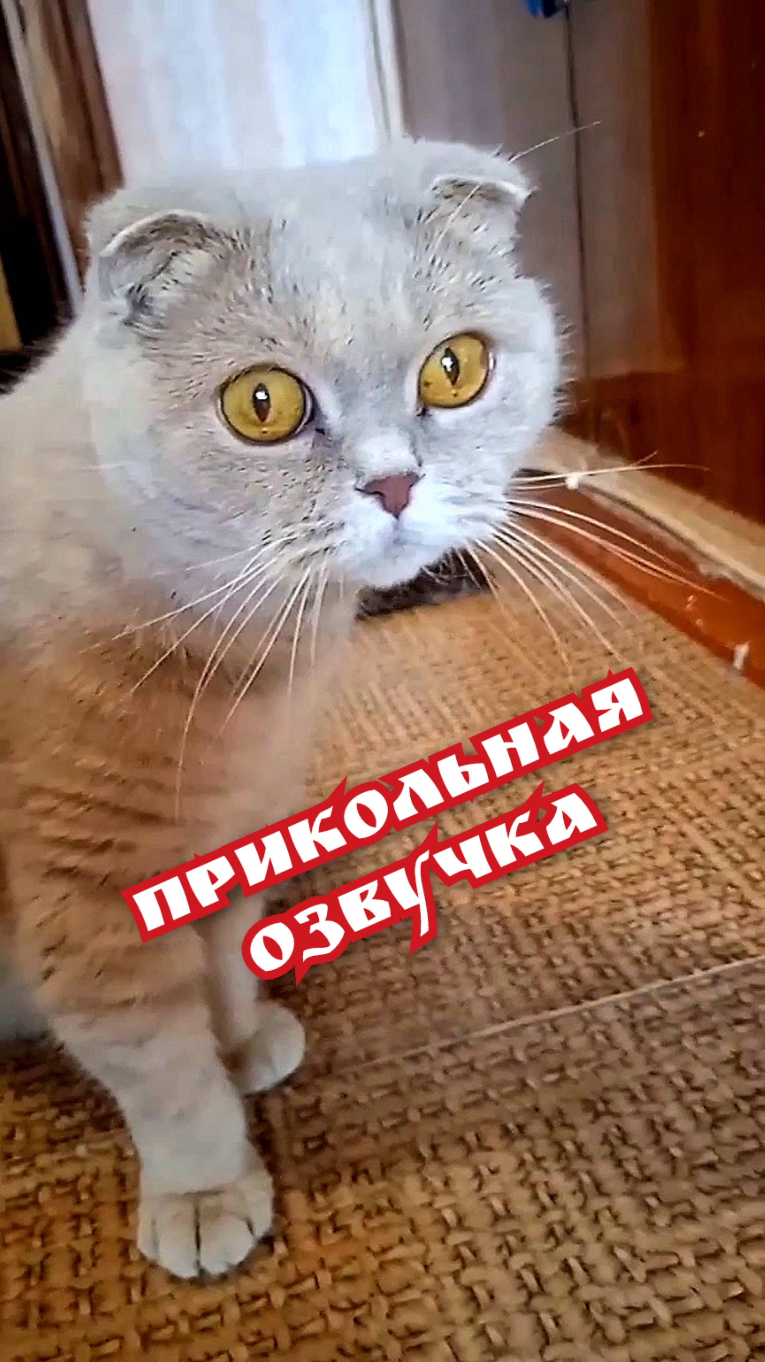 Прикольная озвучка 🤣