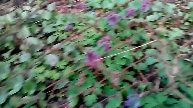 темные фиалки