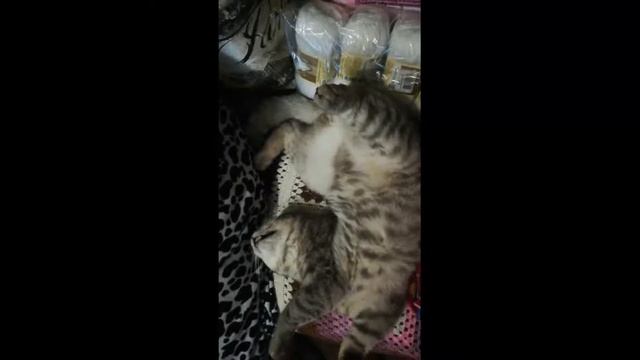 Прикол с котом Филей/Как он спит и его ПОЗЫ/.