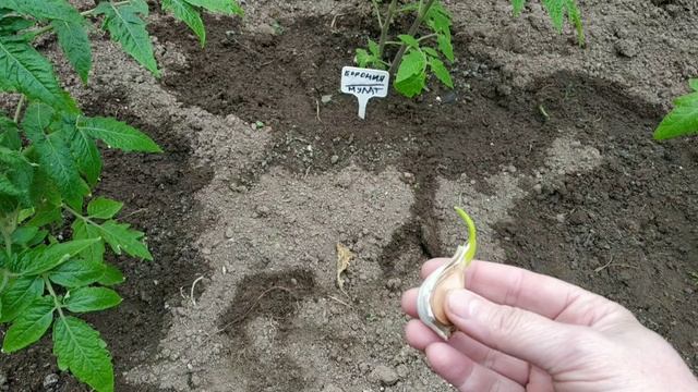Отличный способ избавиться от насекомых -вредителей - посадка чеснока в парник