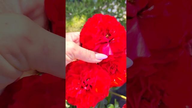 первая волна отходит цветения