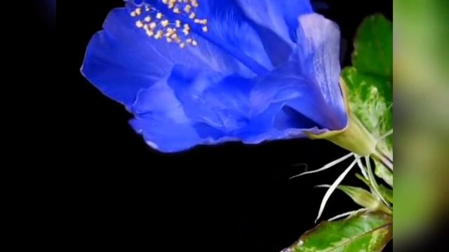 Прекрасные цветы... #nature #flowers #цветы #природа