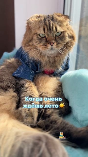 Когда очень ждешь лето!☀️😸 #котики #скоролето #милыекотики