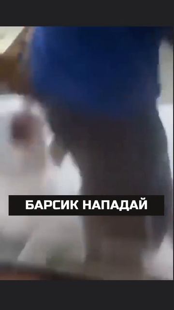 БАРСИК НАПАДАЙ #приколы #ролики #видео #юмор #фильмы #sherts