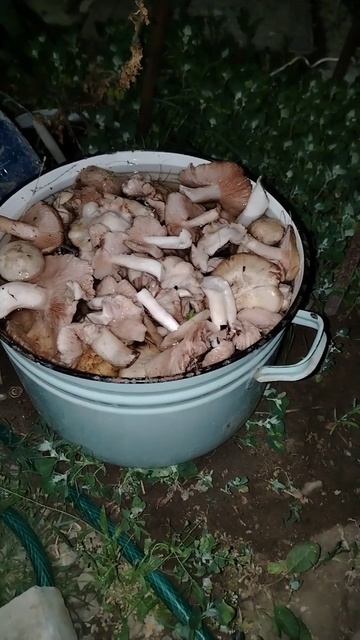 Столько собрал грибов