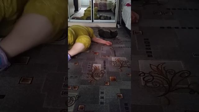 прикольные животные