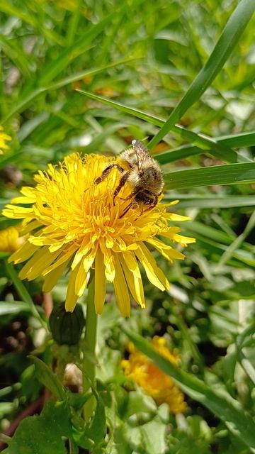 старательная пчёлка 🐝🌺🍀🤗