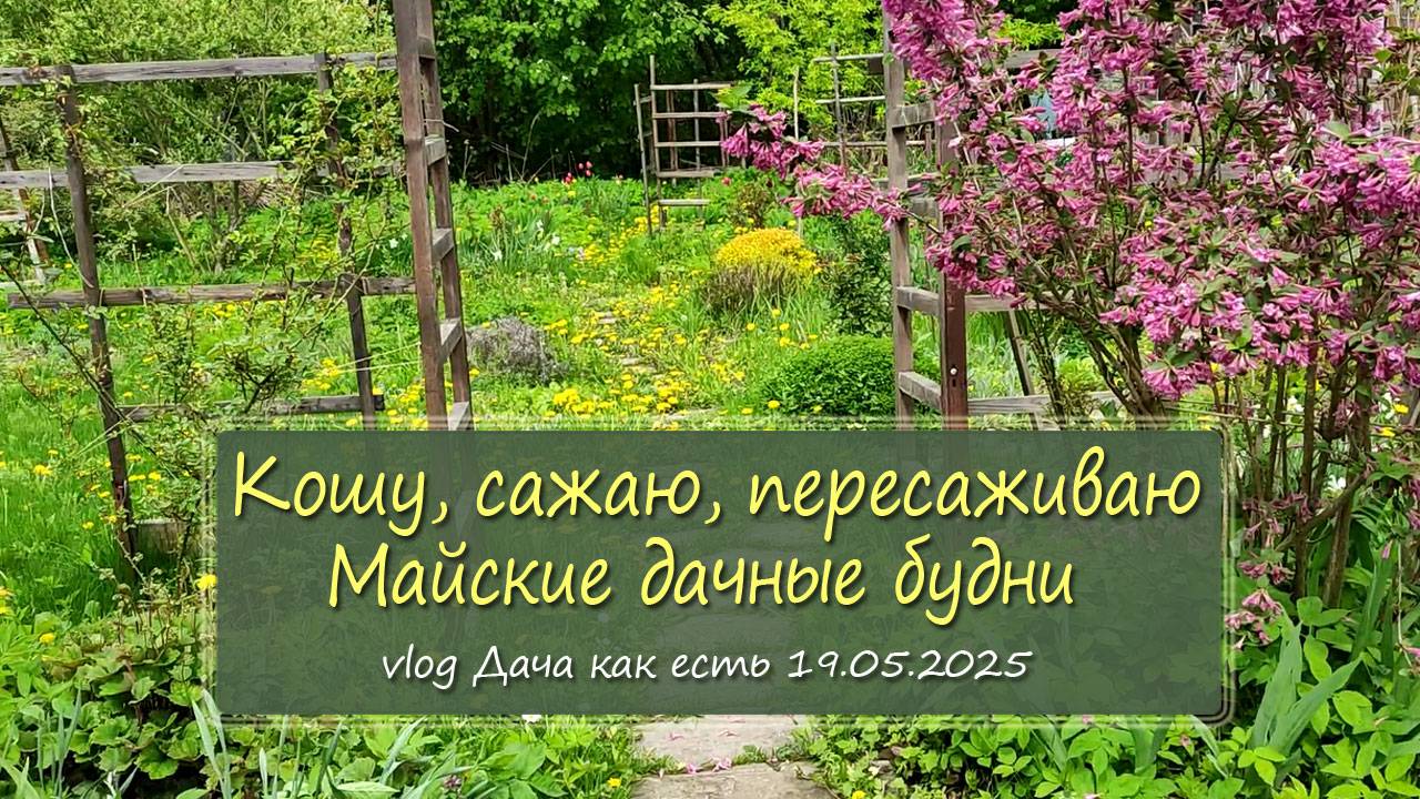 Кошу, сажаю, пересаживаю. Майские дачные будни /  vlog дача как есть 19.05.2025