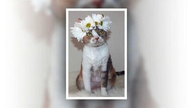 Наши забавные кошки