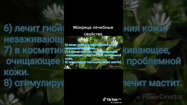 Зелёная здравница 29
