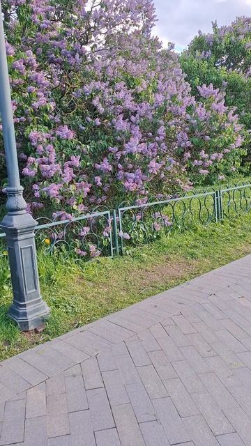 21-05-2025. Сиреневый сад