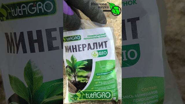 Вот так подкормите клубнику и она завалит вас урожаем вкусных ягод!