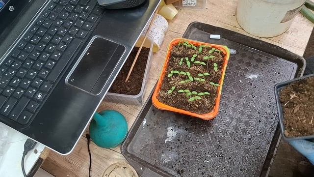 2 марта. Работаю с рассадой. Пикировка гномов. Немножко