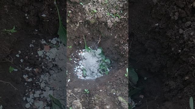 ПОЛОЖИТЕ ЭТО В ЛУНКИ ТОМАТАМ УРОЖАЙ БУДЕТ ОТМЕННЫЙ!