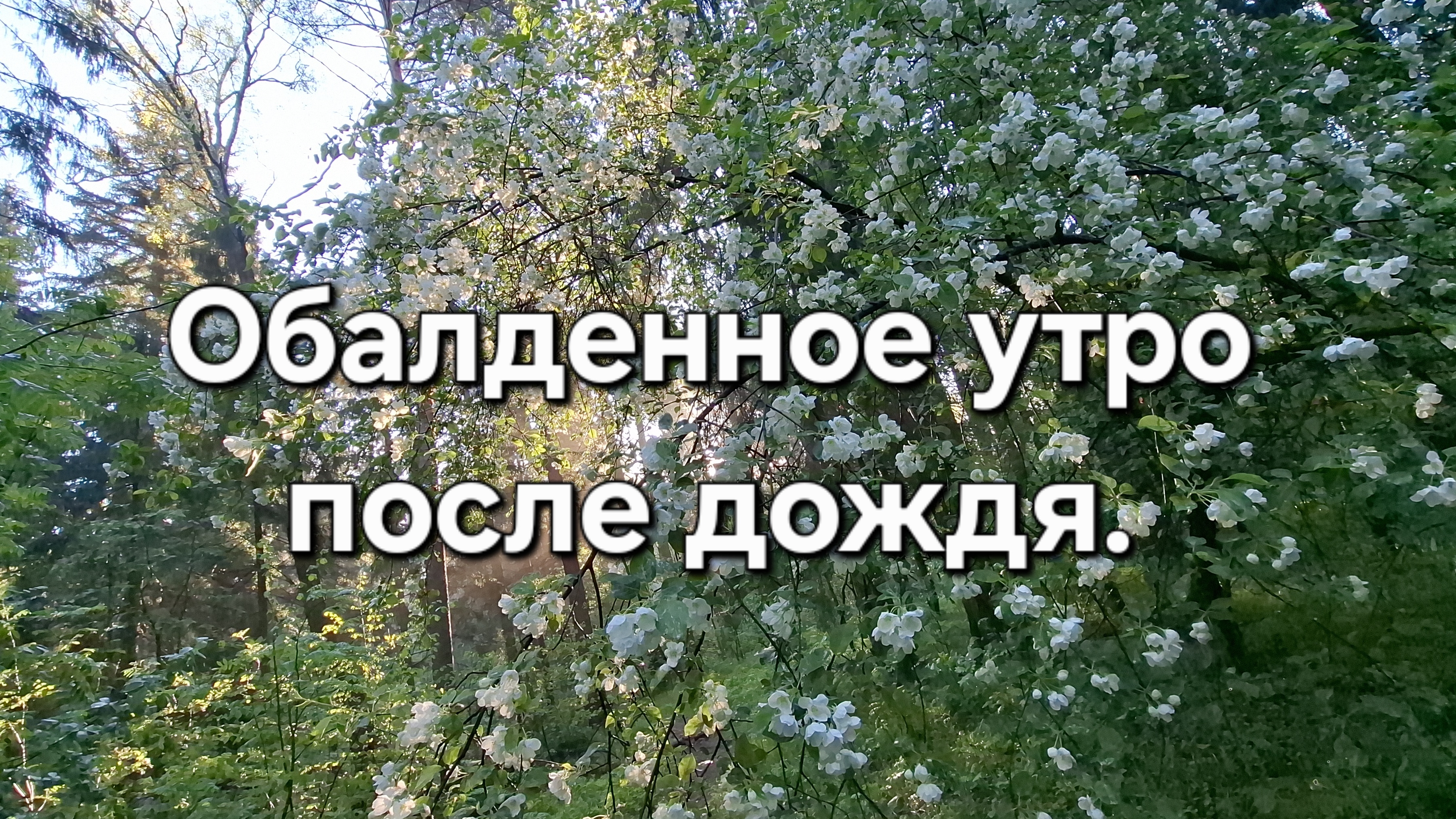 Утро после дождя под пение птиц.