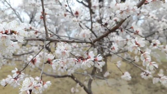 Абрикос цветёт 🌸