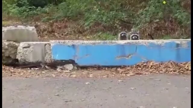 Еноты следят за тобой