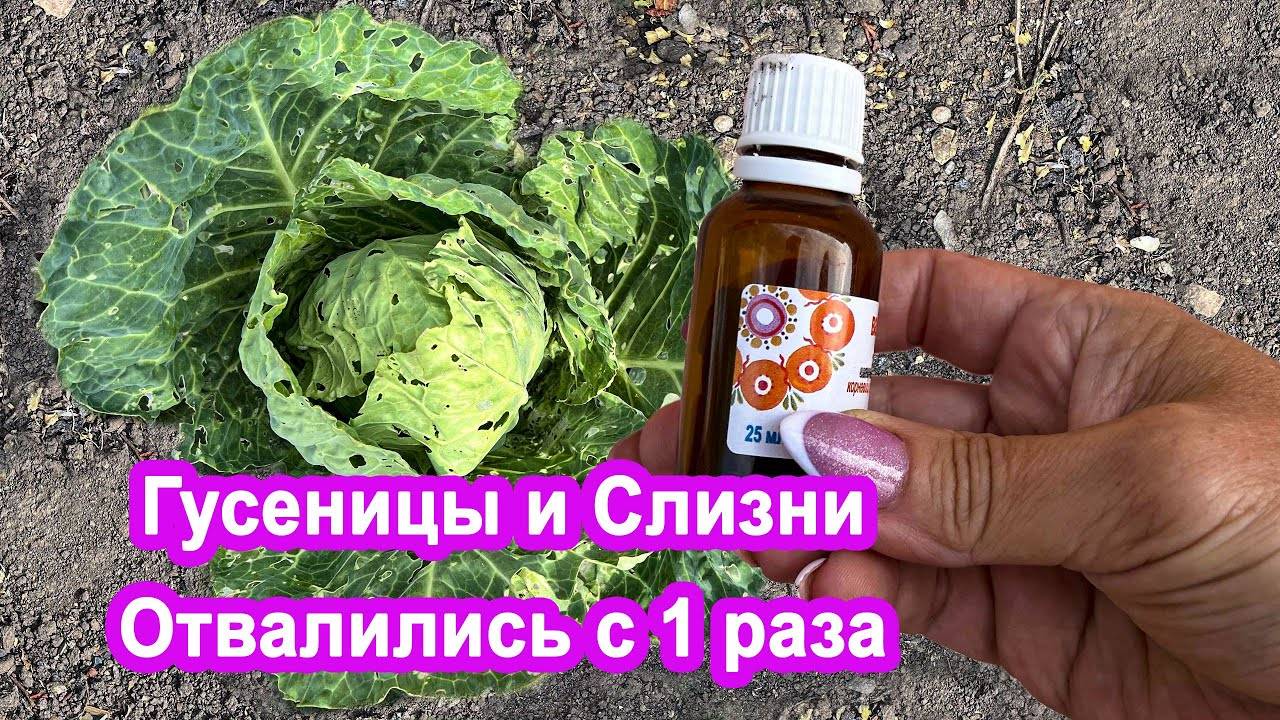 Слизни и гусеницы исчезнут. Копеечный народный рецепт. Избавляемся от вредителей на капусте