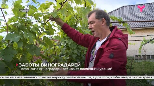 Тюменские виноградари собирают последний урожай