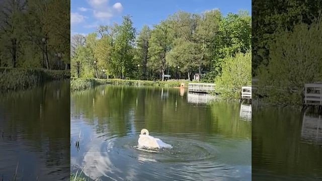 В парке Сестрорецкий- новый житель!