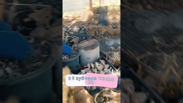 Секреты бабушки: Чесночный эликсир для здоровья растений!