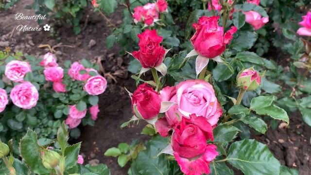 ✿ ОЧЕНЬ НЕЖНЫЕ РОЗЫ 🌹• Красивая музыка для души • Beau