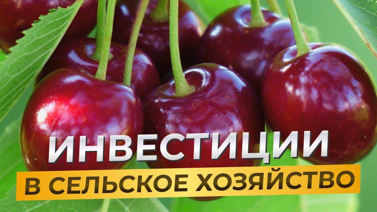 АГРОСЕКТОР - НАДЕЖНЫЕ ИНВЕСТИЦИИ В НЕСТАБИЛЬНОЕ ВРЕМЯ
