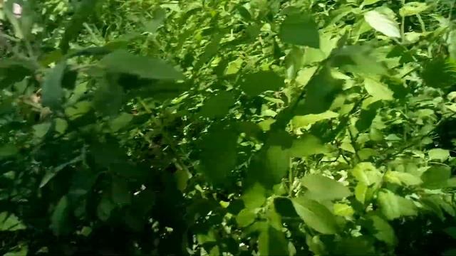 Хвощ полевой - Лекарственные, лечебные растения и трав