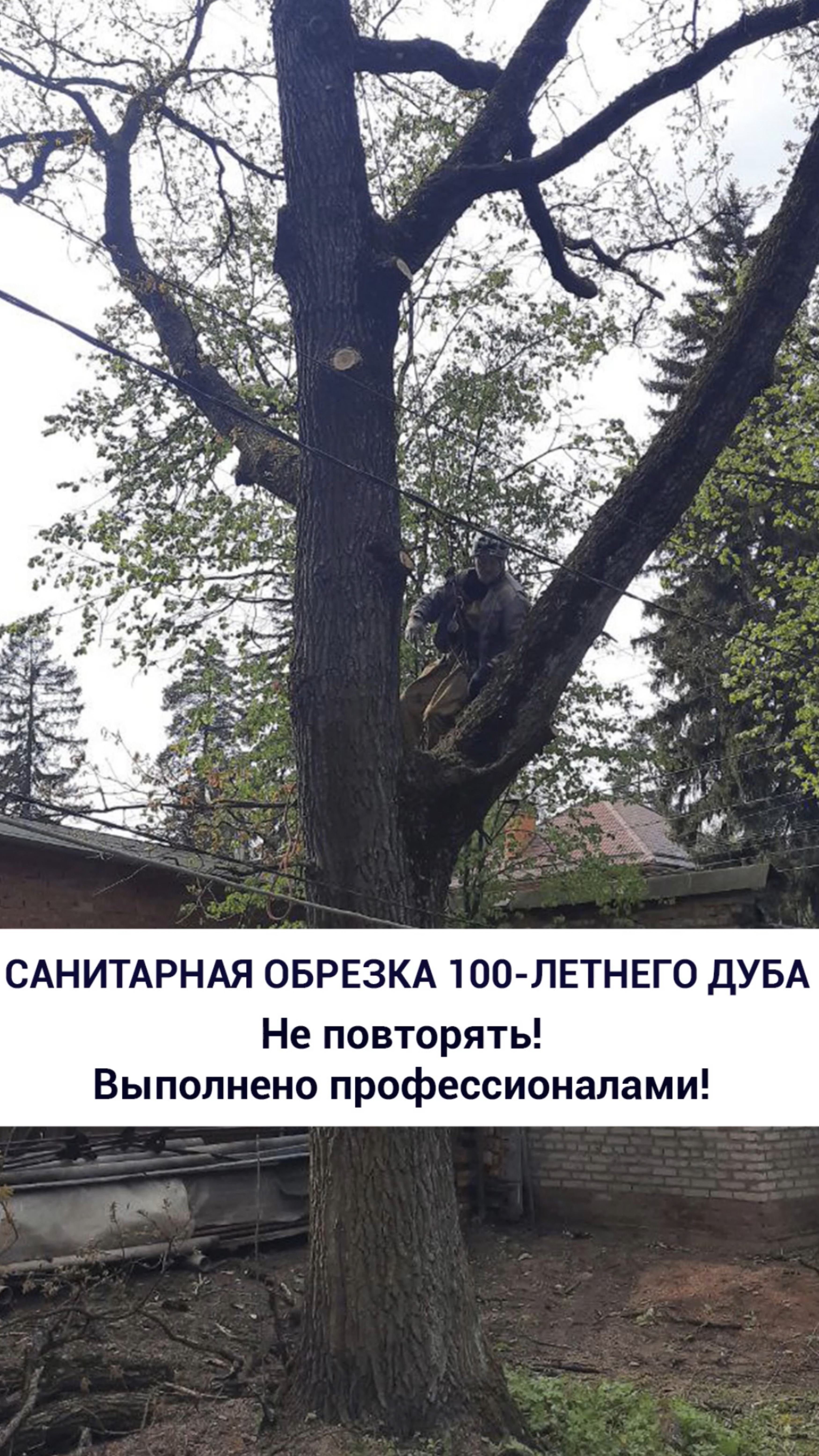 Санитарная обрезка 100-летнего дуба