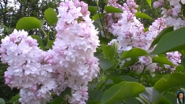 Сирень... Стихи А.Блок, муз. и исп. С. Фрумович #СамуилФрумович