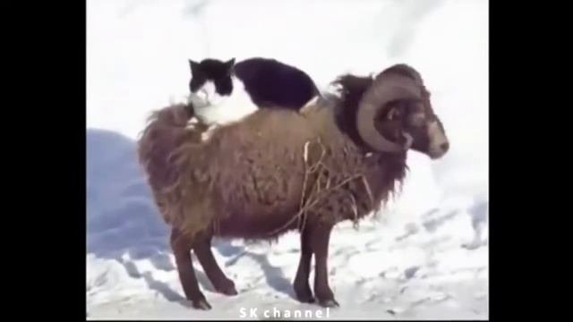 неРЕАЛЬНЫЕ не ПРИКОЛисты неПРОСТО УЛЕТ