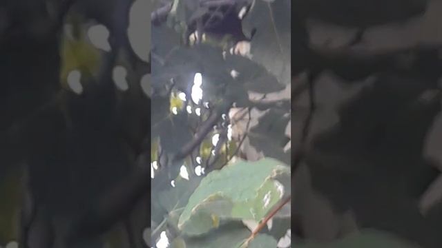 индюкам ведро пшеницы ! цыплята чихают, чем лечу ! яйце?