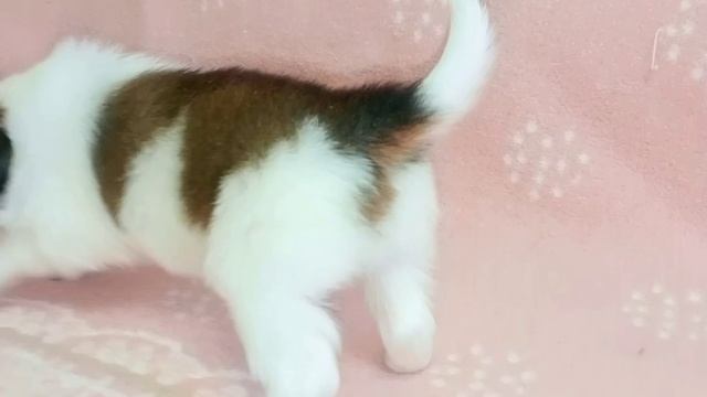 девочки чихуахуа мини