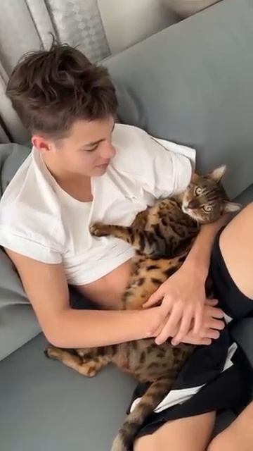 Кот Бенгал