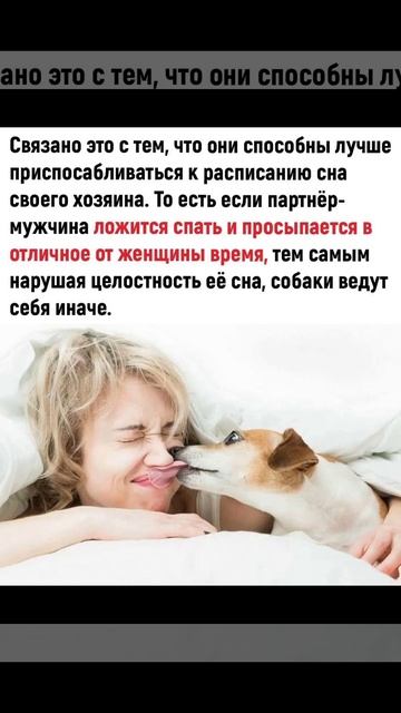 Что правда, то правда #собака #питомец #люблюживотных #животные #любовь  #сон  #спать #красота