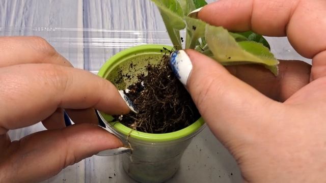 Пересадка фиалок. Вынужденные пересадки цикламенов. Р