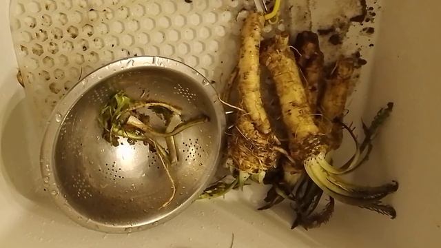 Урожай хрена русского, выращенный в порослевой культу