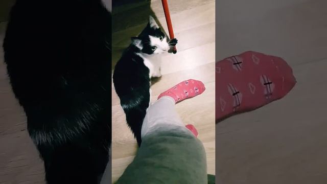 Кот напал на меня/Приколы 🤣🤣🤣🤯🤯🤯🤯. Еле успела ноги унести.