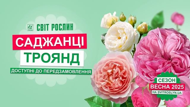 Сезон Весна 2025 у Світ Рослин! Саджанці троянд доступні
