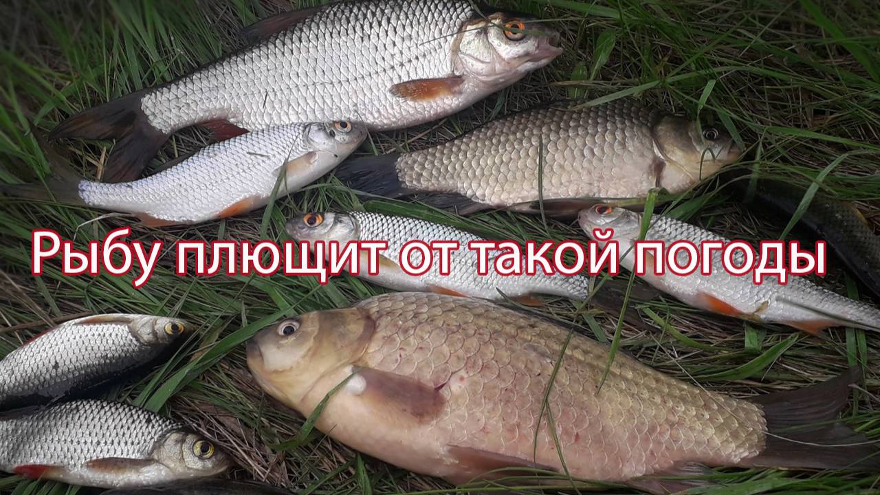 Рыбу плющит от такой погоды.