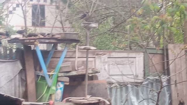 Серая ворона учит малыша есть самостоятельно