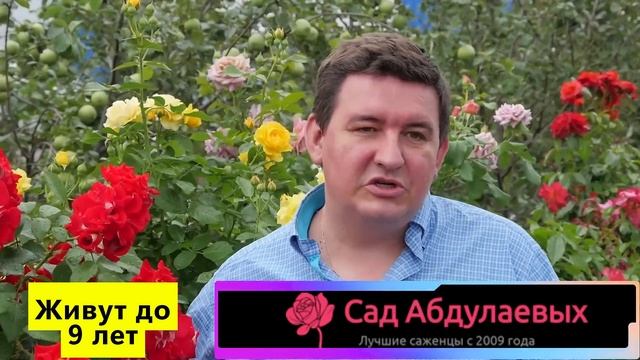 Штамбовые розы — Элегантное украшение для вашего сад?