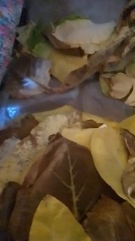 Ферментация табака Боливия Блэк и Парнизонд 92