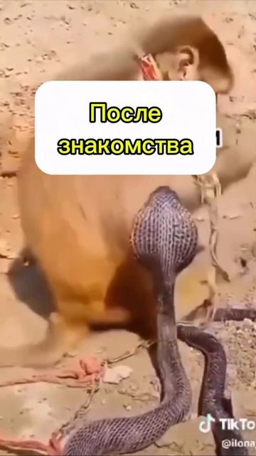 Германская новая медицина #гнм #германскаяноваямедицина #психология #психосоматикаболезней