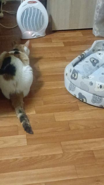 Караул!!@отключили отопление. КОШКА МУРКА МЕРЗНЕТ