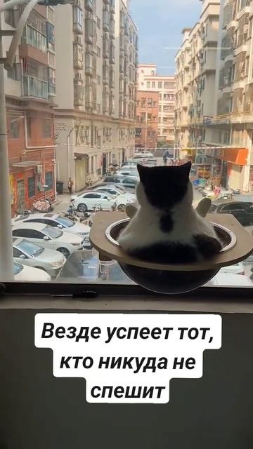 Котик на чиле