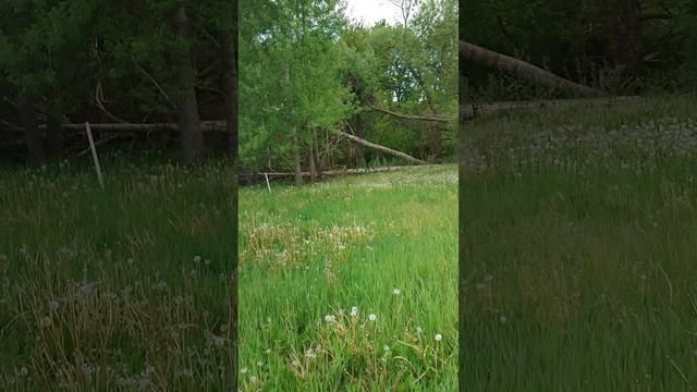 Заречная